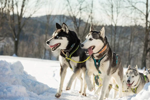 Een Team Van Vier Husky Sledehonden Draait Een Besneeuwde Weg — Stockfoto