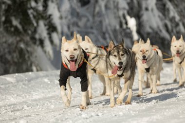Dört husky kızak köpekleri karlı bir wilderness yolda çalışan bir ekip. Kış Çek kırsal kesimde husky köpekleri ile kızak. Bir takım kış manzara Husky köpek.