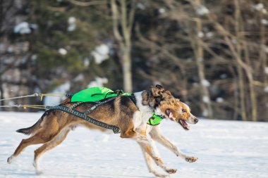 Husky köpek kış manzara içinde bir takım. Husky kızak köpekleri karlı bir wilderness yol üzerinde çalışan. Kış Çek kırsal kesimde husky köpekleri ile kızak.