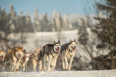 Dört husky kızak köpekleri karlı bir wilderness yolda çalışan bir ekip. Kış Çek kırsal kesimde husky köpekleri ile kızak. Bir takım kış manzara Husky köpek.