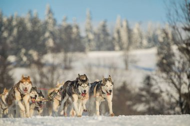 Dört husky kızak köpekleri karlı bir wilderness yolda çalışan bir ekip. Kış Çek kırsal kesimde husky köpekleri ile kızak. Bir takım kış manzara Husky köpek.