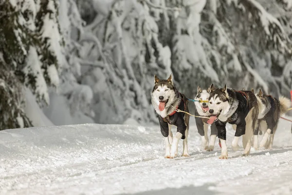 Husky dogs in a team in winter landscape. Husky sled dogs running on a snowy wilderness road. Sledding with husky dogs in winter czech countryside.