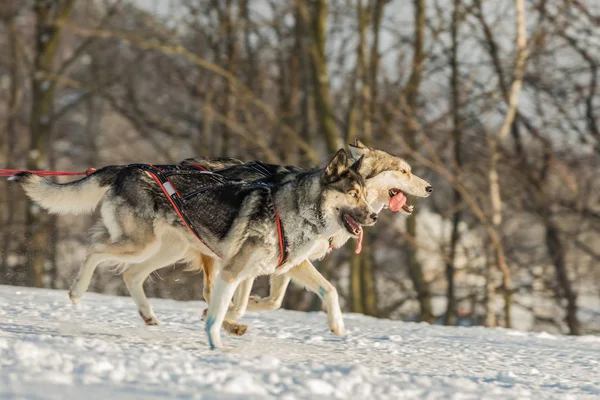 Equipo Cuatro Perros Trineo Husky Corriendo Por Camino Nevado Trineo —  Fotos de Stock