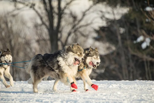 A team of four husky sled dogs running on a snowy wilderness road. Sledding with husky dogs in winter czech countryside. Husky dogs in a team in winter landscape.