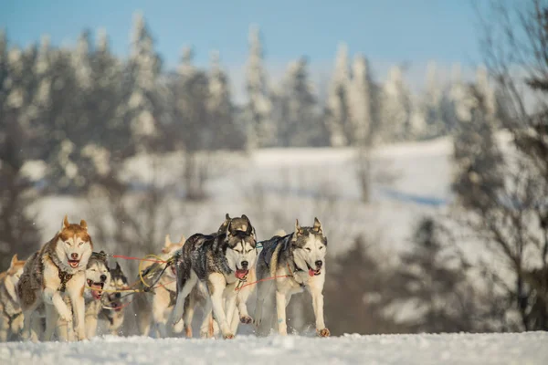 A team of four husky sled dogs running on a snowy wilderness road. Sledding with husky dogs in winter czech countryside. Husky dogs in a team in winter landscape.