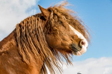 Portre Agar, bohem-Moravyalı Belçika kışın güneşli günde at. Kışın at. Çek Cumhuriyeti