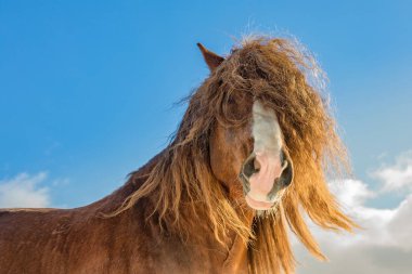 Ağar, bohem-Moravyalı Belçika portresi güneşli günde at. Çek Cumhuriyeti