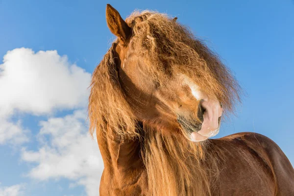 Portret Agar Bohemian Moravian Belgische Paard Zonnige Dag Winter Paard — Stockfoto