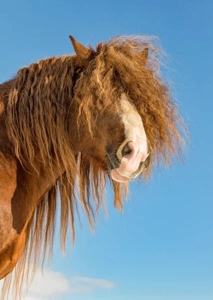 Portret Van Agar Bohemian Moravian Belgisch Paard Zonnige Dag Tsjechische — Stockfoto