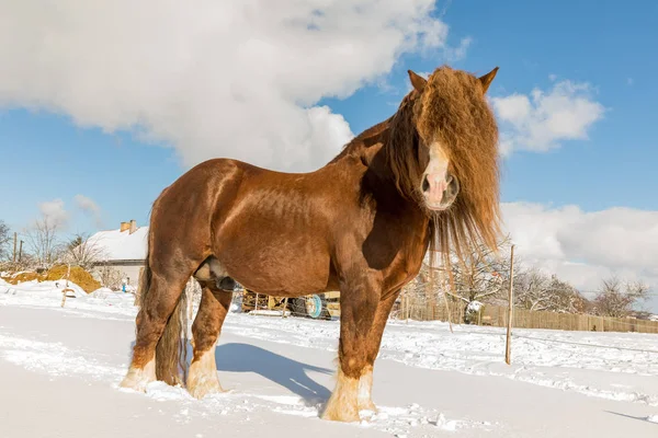 Portret Agar Bohemian Moravian Belgische Paard Zonnige Dag Winter Paard — Stockfoto