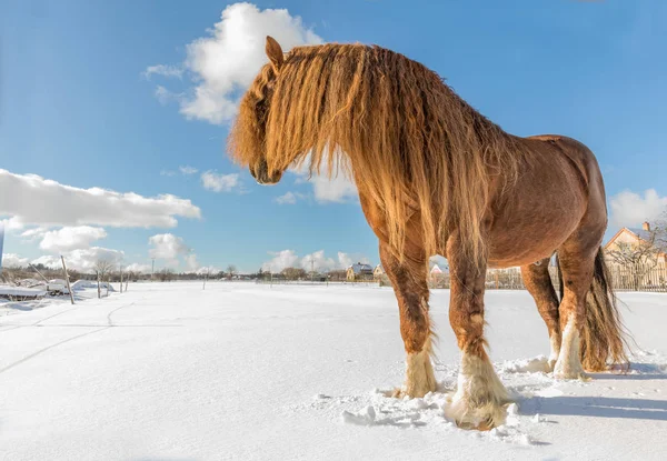 Agar Bohemian Moravian Belgische Paard Zonnige Dag Winter Tsjechische Republiek — Stockfoto
