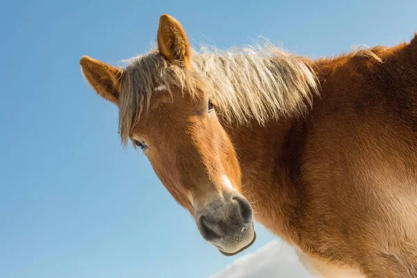 Portret Van Agnes Bohemian Moravian Belgisch Paard Zonnige Dag Winter — Stockfoto