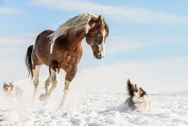 Fantástico Valentine Cavalo Galopando Neve Com Australian Shepherd Dia Ensolarado — Fotografia de Stock