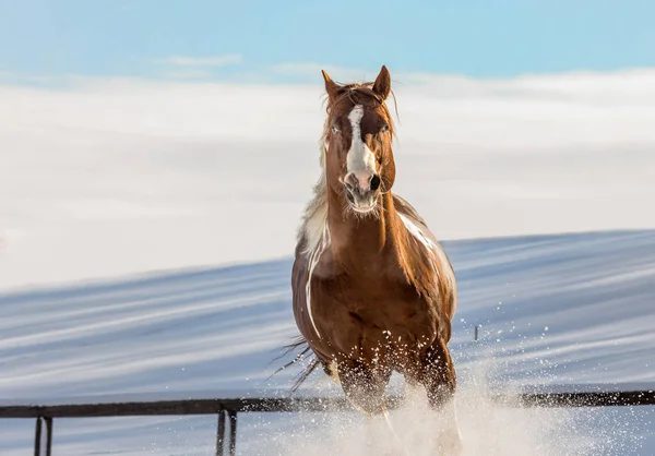 Fantastische Valentine Paard Galopperen Sneeuw Een Zonnige Dag Winter Tsjechische — Stockfoto