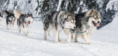 Dört husky kızak köpekleri karlı bir wilderness yolda çalışan bir ekip. Kış Çek kırsal kesimde husky köpekleri ile kızak. Bir takım kış manzara Husky köpek.