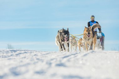 Dört husky kızak köpekleri karlı bir wilderness yolda çalışan bir ekip. Kış Çek kırsal kesimde husky köpekleri ile kızak. Bir takım kış manzara Husky köpek.