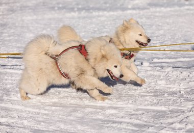Karlı bir wilderness yol üzerinde çalışan iş, Samoyed kızak köpekleri Samoyed kızak köpeği ekibi. Kış Çek kırsal kesimde husky köpekleri ile kızak.