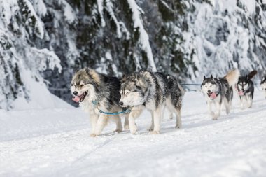 Dört husky kızak köpekleri karlı bir wilderness yolda çalışan bir ekip. Kış Çek kırsal kesimde husky köpekleri ile kızak. Bir takım kış manzara Husky köpek.