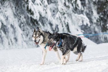 Dört husky kızak köpekleri karlı bir wilderness yolda çalışan bir ekip. Kış Çek kırsal kesimde husky köpekleri ile kızak. Bir takım kış manzara Husky köpek.