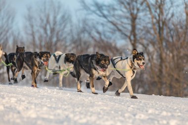 Husky köpek kış manzara içinde bir takım. Husky kızak köpekleri karlı bir wilderness yol üzerinde çalışan. Kış Çek kırsal kesimde husky köpekleri ile kızak.