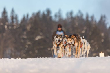 Dört husky kızak köpekleri karlı bir wilderness yolda çalışan bir ekip. Kış Çek kırsal kesimde husky köpekleri ile kızak. Husky köpek kış manzara içinde bir takım. Köpek Köpek yarışlarında hounds bir grup.