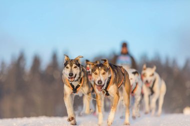 Dört husky kızak köpekleri karlı bir wilderness yolda çalışan bir ekip. Kış Çek kırsal kesimde husky köpekleri ile kızak. Husky köpek kış manzara içinde bir takım. Köpek Köpek yarışlarında hounds bir grup.