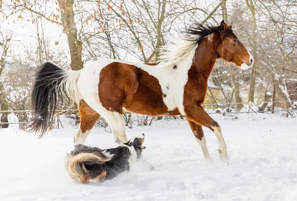 Amerikaans Paard Van Verf Met Hond Zonnige Dag Winter Tsjechische — Stockfoto