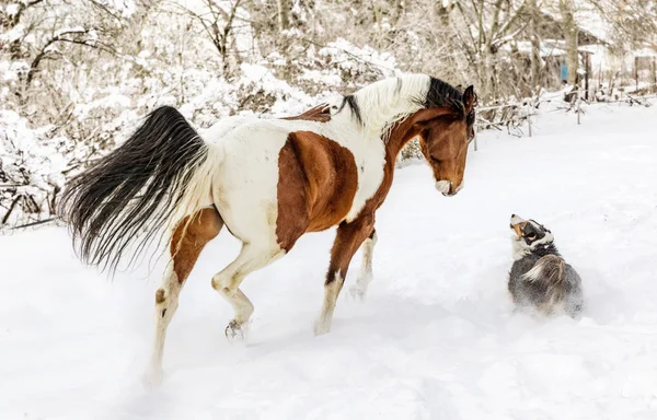 Amerikaans Paard Van Verf Met Hond Zonnige Dag Winter Tsjechische — Stockfoto