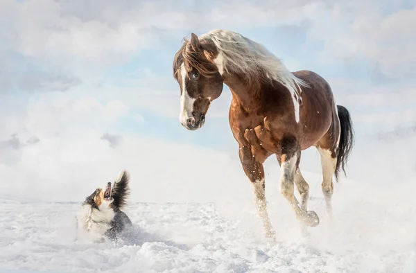 Amerikaans Paard Van Verf Met Hond Zonnige Dag Winter Tsjechische — Stockfoto