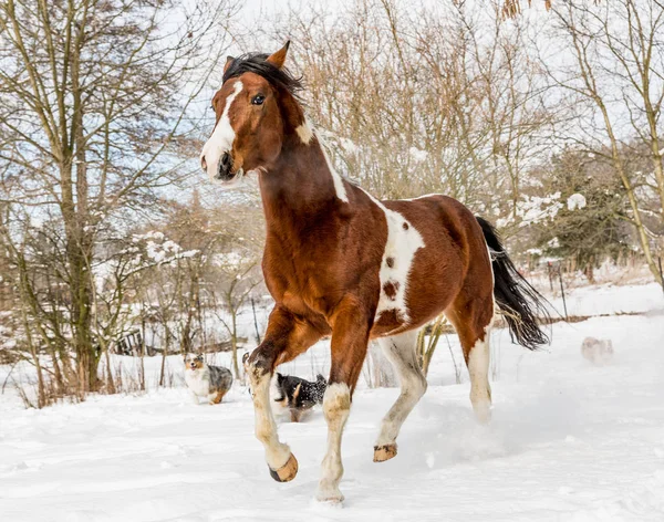 冬の晴れた日の犬とアメリカのペンキの馬 チェコ共和国 — ストック写真