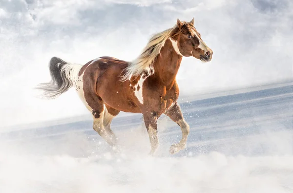 Fantastische Valentine Paard Zonnige Dag Winter Tsjechische Republiek — Stockfoto