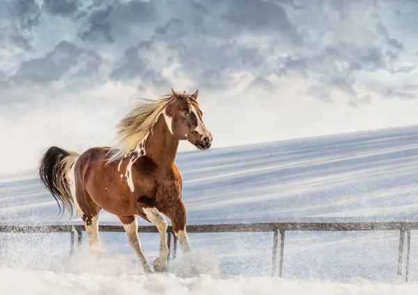 Fantastische Valentine Paard Zonnige Dag Winter Tsjechische Republiek — Stockfoto