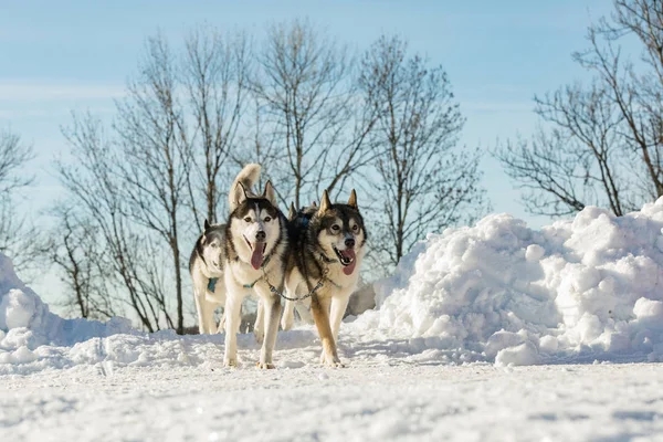 A team of four husky sled dogs running on a snowy wilderness road. Sledding with husky dogs in winter czech countryside. Husky dogs in a team in winter landscape.