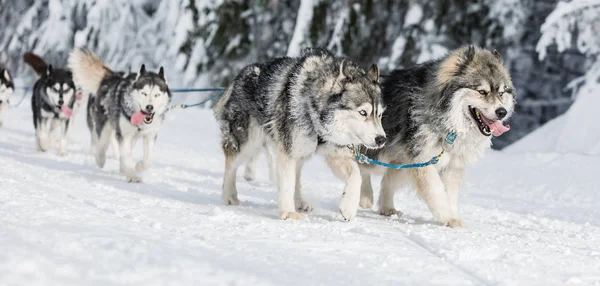 Een Team Van Vier Husky Sledehonden Draait Een Besneeuwde Weg — Stockfoto