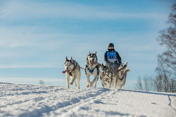 A team of four husky sled dogs running on a snowy wilderness road. Sledding with husky dogs in winter czech countryside. Husky dogs in a team in winter landscape.