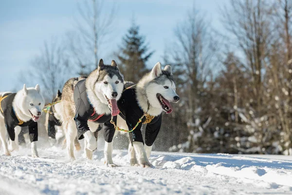 Een Team Van Vier Husky Sledehonden Draait Een Besneeuwde Weg — Stockfoto