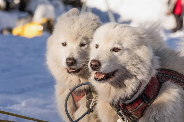 萨莫耶德雪橇狗队在工作 萨莫耶德雪橇狗在一条雪天的荒野路上奔跑 在冬季的捷克乡村与哈士奇狗一起滑雪 — 图库照片