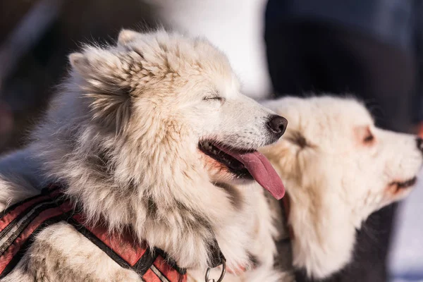 Schlittenhundestaffel Bei Der Arbeit Schlittenhunde Laufen Auf Einer Verschneiten Wildnisstraße — Stockfoto