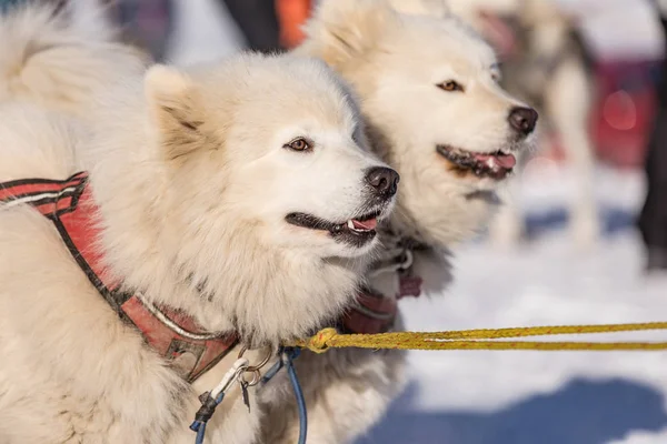 萨莫耶德雪橇狗队在工作 萨莫耶德雪橇狗在一条雪天的荒野路上奔跑 在冬季的捷克乡村与哈士奇狗一起滑雪 — 图库照片