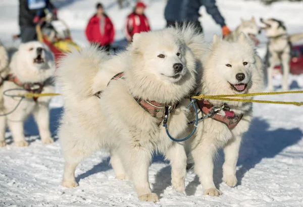 Samoyed sled dog team at work, Samoyed sled dogs running on a snowy wilderness road. Sledding with husky dogs in winter czech countryside.