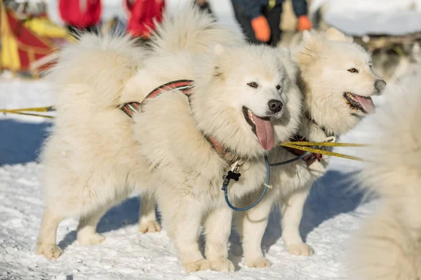 Samojeed Slede Honden Team Werk Samojeed Sledehonden Draait Een Besneeuwde — Stockfoto