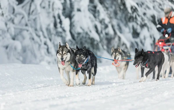 A team of four husky sled dogs running on a snowy wilderness road. Sledding with husky dogs in winter czech countryside. Husky dogs in a team in winter landscape.