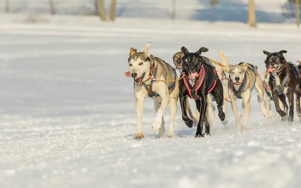 Schor Honden Teamverband Winterlandschap Husky Sledehonden Draait Een Besneeuwde Weg — Stockfoto