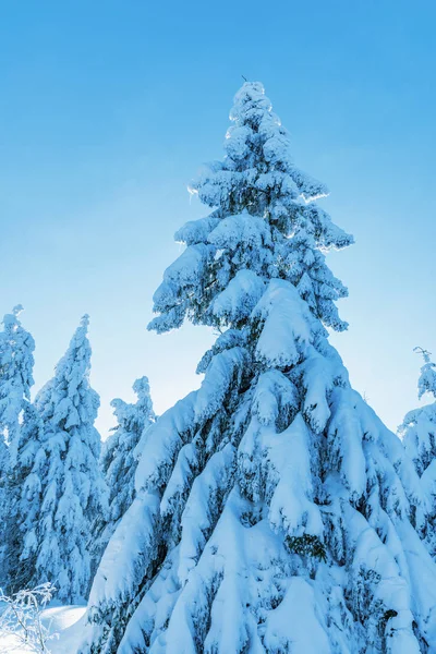 Ośnieżone Drzewa Zimowy Krajobraz Górach Zimie Słoneczny Dzień Republika Czeska — Zdjęcie stockowe