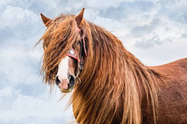 Güzel yele ve koşum takımı ile kahverengi bir aygır Percheron portresi. Güzel kahverengi taslak at açık havada beyaz bacaklarını. Çek Cumhuriyeti.