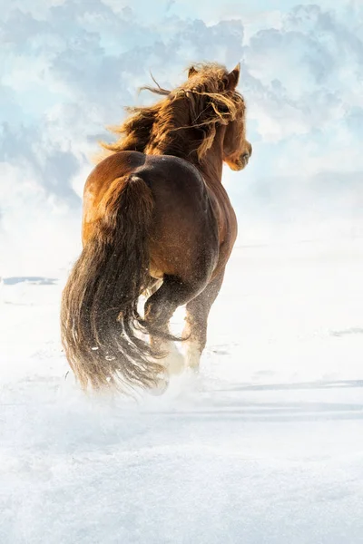 Run horse, Agar in snowy amazing day, Bohemian-Moravian Belgian horse in sunny day. Czech Republic
