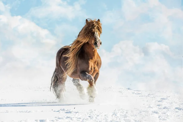 Portret Van Agar Bohemian Moravian Belgisch Paard Zonnige Dag Tsjechische — Stockfoto