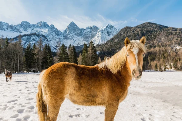 Jízda Horách Zimě Triglav Julských Alpách Zimě Pozadí — Stock fotografie