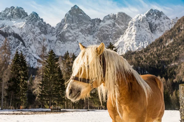 Paard Bergen Winter Triglav Julische Alpen Winter Backround — Stockfoto