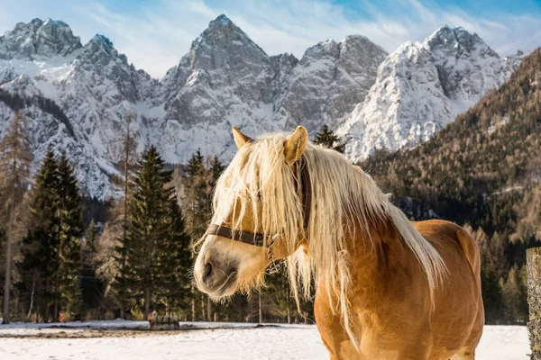 Caballo Las Montañas Invierno Triglav Los Alpes Julianos Invierno Fondo — Foto de Stock